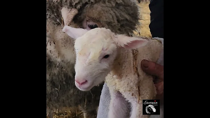 A Ewe's First Ever Lamb!