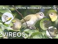Vireo identification  spring warbler warmup