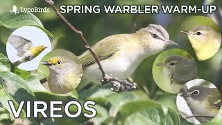 Vireo Identification | Spring "Warbler" Warm-up