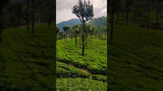 Valparai tea estate #shorts #tamilnadu #tourism #travel #nature #valparai #naturelover