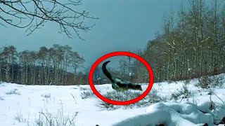 This Story Shocked the World! This is What Scientists Discovered in the Chernobyl Forest