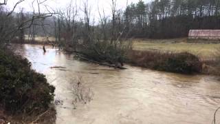 South Fork New River waters rising in Boone NC 2-3-16