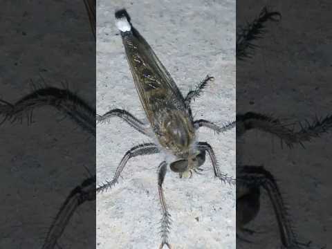 هذا ليس يعسوب فما هوا