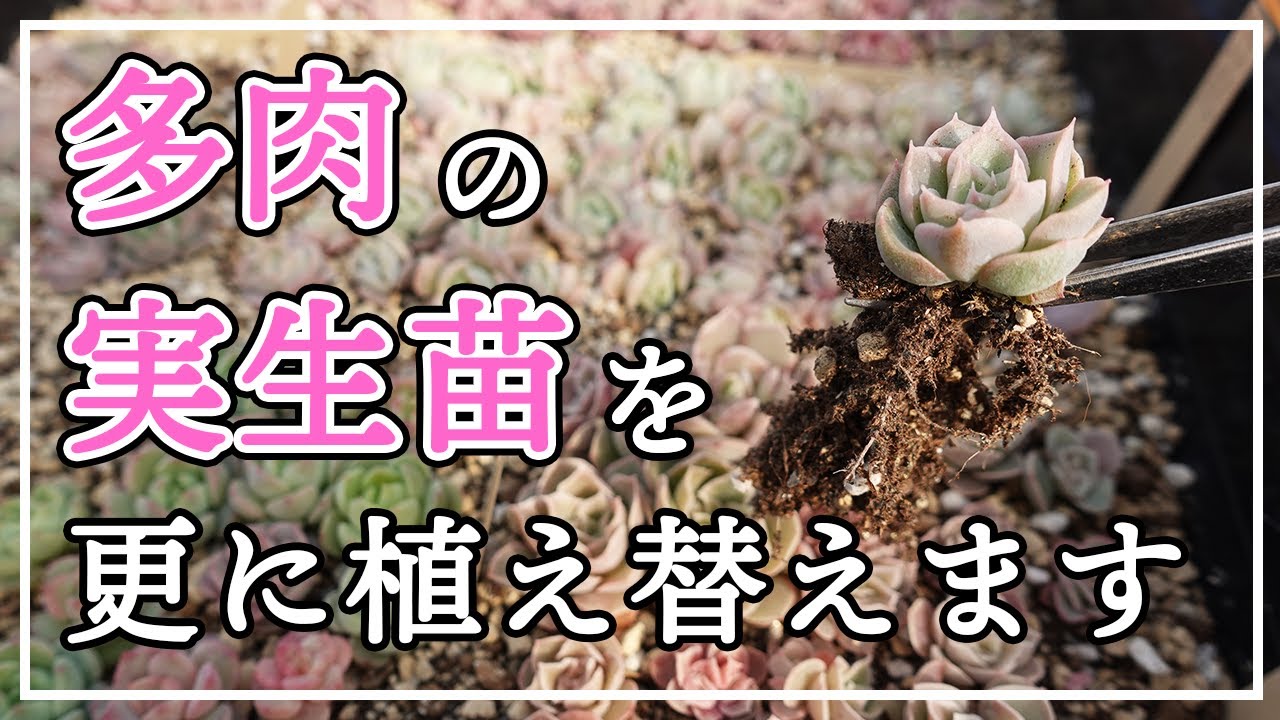 【多肉植物】多肉の実生苗を更に植え替えます。７月にタネを撒き、９月に１度植え替えた実生苗です。