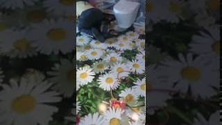 Download Lagu Darome 3D grindis MP3