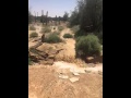 سيول الدلم الثلاثاء ١٤٣٧ ٦ ٢٧هـ