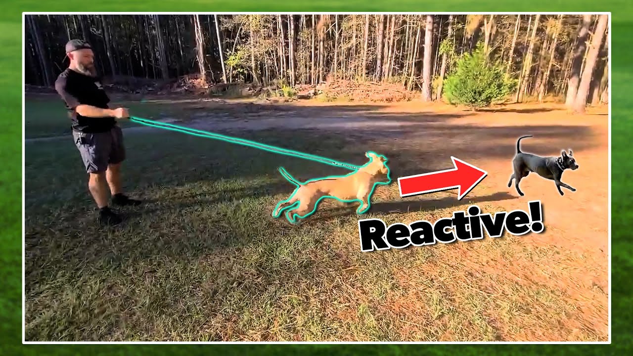 Getting This Barking Dog To Stop Reacting At Other Dogs YouTube Getting This Barking Dog To Stop Reacting At Other Dogs YouTube