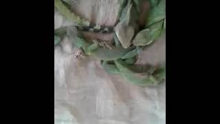 Hmoob Muag Khoom Coob Kawg Li Thiab Cov Cov Qab Qab Xwb