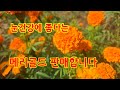 눈건강에 도움되는 메리골드 판매합니다. 2023년 11월 2일
