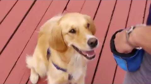 Intro to Clicker Training with Cheryl Flemming