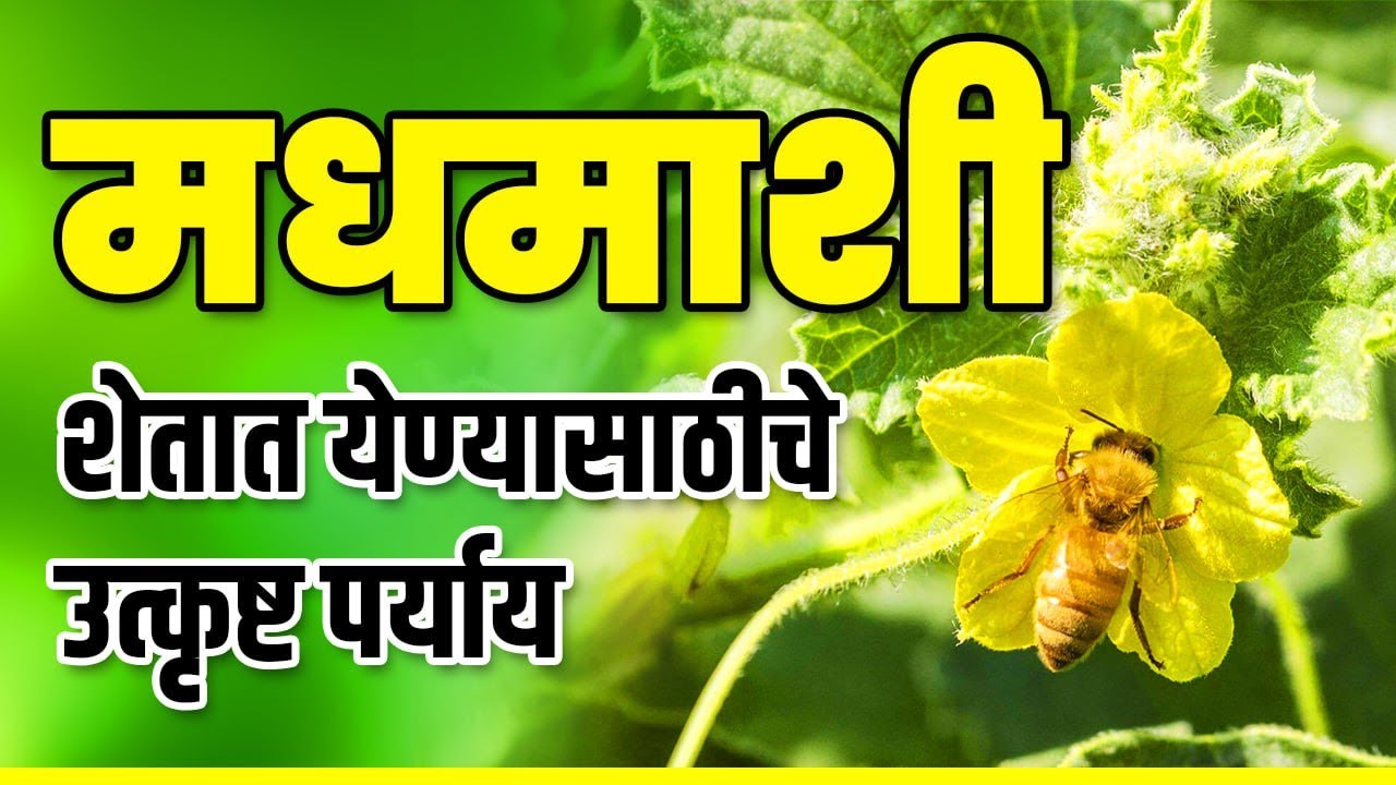 मधमाशी शेतात येण्यासाठीचे  उत्कृष्ट पर्याय  madhmashi shetat yenyasathiche paryay