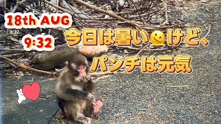 18th AUG 9:32punch 今日暑いけど、パンチは元気