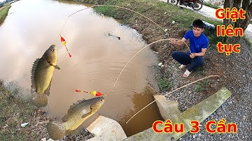 Câu Rô đồng sau cơn Mưa, lần đầu tiên câu Rô đồng nhiều đến vậy
