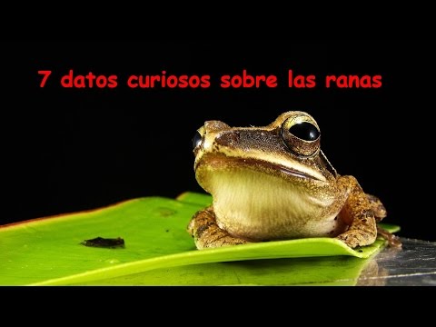 Video: Hechos Inusuales Sobre Las Ranas