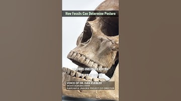 How Fossils Can Determine Posture
