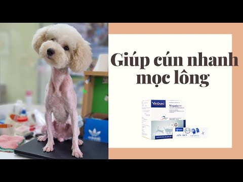 Video Giúp Cún Nhanh Mọc Lông Sau Khi Cạo Như Thế Nào ? - youtube