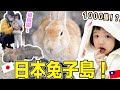 世界唯一日本有1000隻兔子的島！簡直是個天堂！ Iku老師