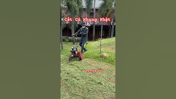 Máy cắt cỏ nhung nhật, cắt cỏ nhung nhật, dịch vụ cắt cỏ nhung nhật, cỏ nhung nhật, cắt cỏ sân vườn