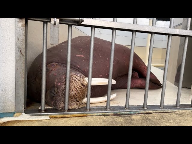 【鳥羽水族館】セイウチの日常