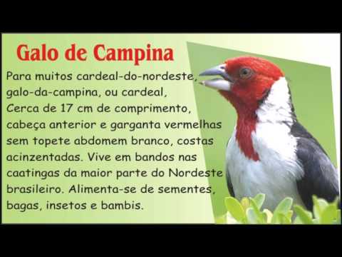 Canto do Galo de Campina – Pássaros silvestres Passaros de A a Z