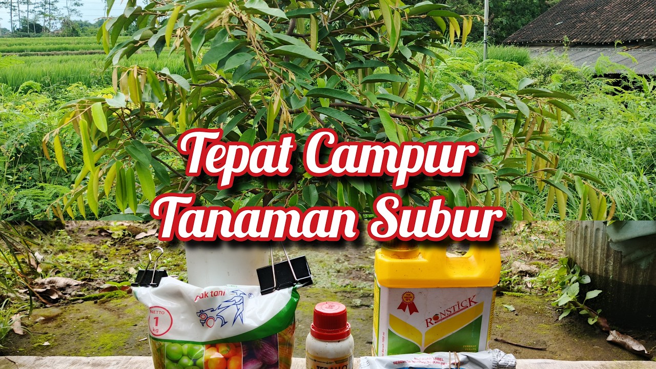 Mix Insektisida + Fungisida + Pupuk - Rahasia Hasil Maksimal Sekali Aplikasi