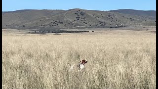 Parker Training Steady to Wing Day 3 by Upland Wild 98 views 1 month ago 9 minutes, 51 seconds