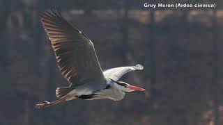 Birds Of Seoul, South Korea