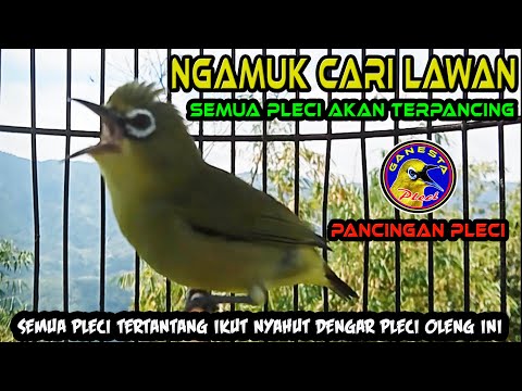 Suara Pleci Ngalas + Ngeriwik Untuk Perangsang Bunyi Ngalas + Gacor Buka Paruh