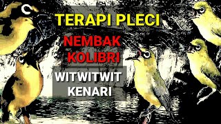 MASTERAN PLECI NEMBAK PLUS TERAPI || MATERI KOLIBRI MUNCANG WITWIT KENARI