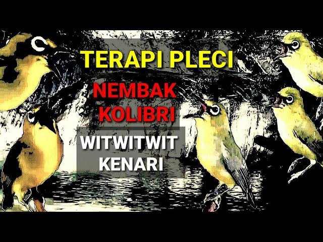 MASTERAN PLECI NEMBAK PLUS TERAPI || MATERI KOLIBRI MUNCANG WITWIT KENARI class=