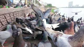 New Collection of Pigeons 2023 - Collections Bird