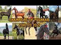 Pushkar horse show champion stallions from 2010 to 2021