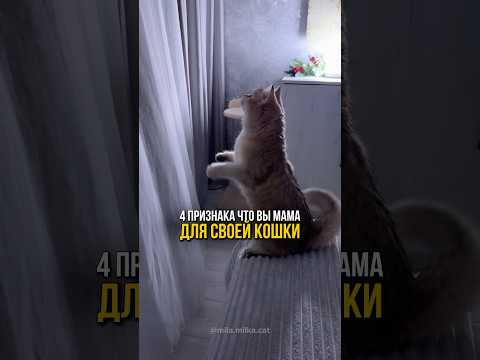 4 признака, что вы мама для своей кошки.🐾🐈 #кошка #кот #кошки #котенок #коты