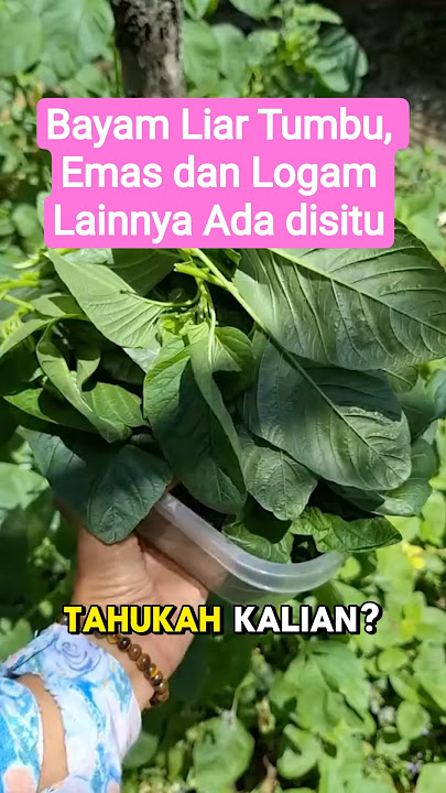 bayam liar tumbuh bisa menjadi tanda ada emas disitu #faktaunik #infomenarik