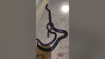 đôi rắn hổ hành 🤐 #snake #cobra #kingkobra