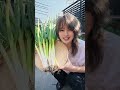 🧅 Japanese Negi Onion! 😲 It Looks Nothing Like An Onion! #shorts