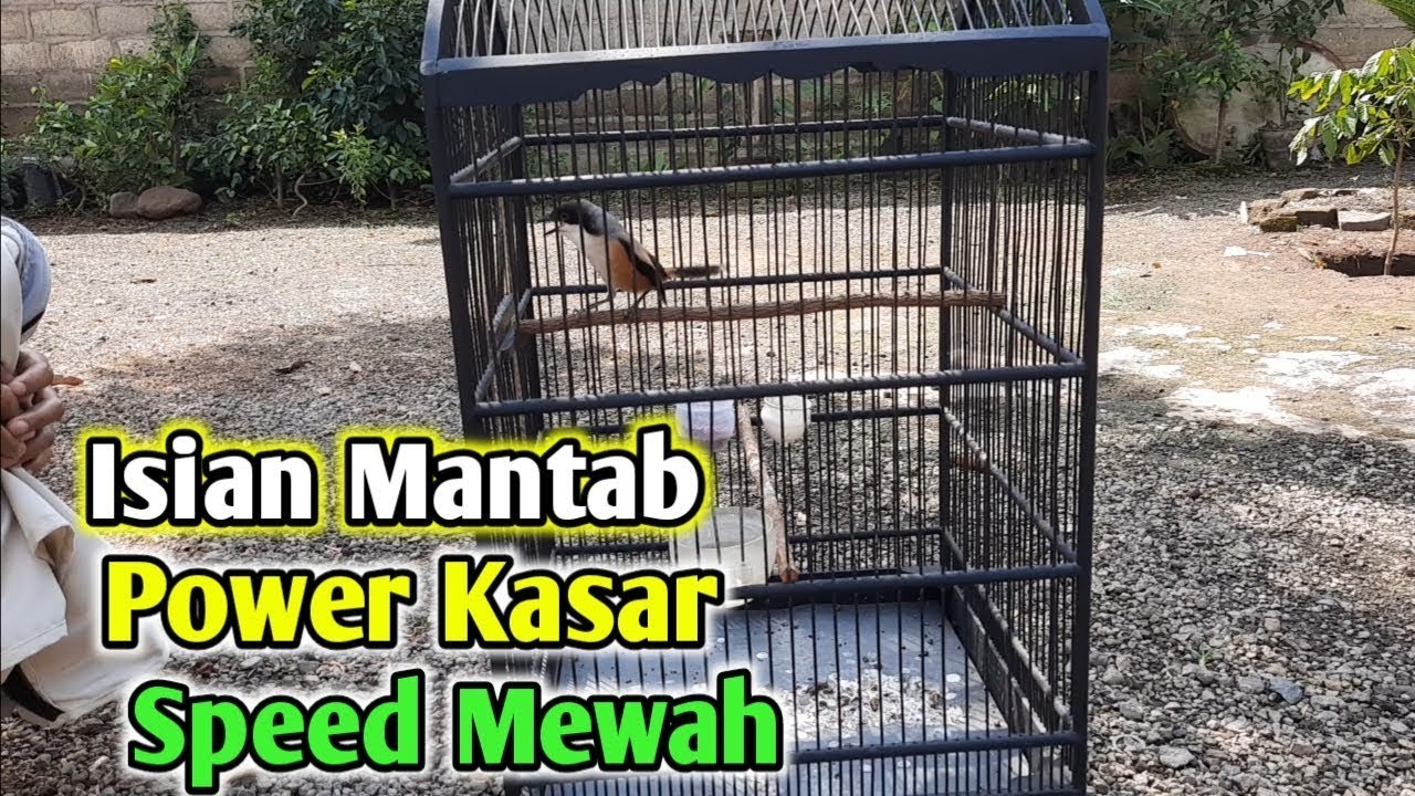 MATERI ISIAN CENDET TIBET JOS GANDOS FULL GROJOK BOLO