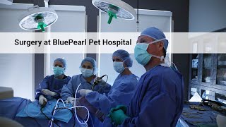 Total Hip Replacement Surgery at BluePearl Pet Hospital