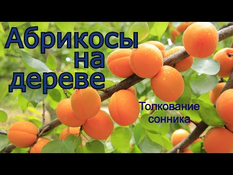 Абрикосы на дереве