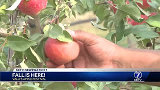 Famous Vala's Pumpkin Patch begins first-ever apple festival Net Worth