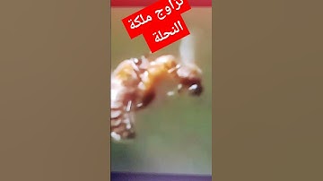 سورة النحل الآية 26