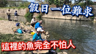 這裡的魚多到爆炸,餵魚畫面彷彿來到苦花保育區!很扯,空鉤也能中魚。 這裡的魚多到爆炸,餵魚畫面彷彿來到苦花保育區!很扯,空鉤也能中魚。