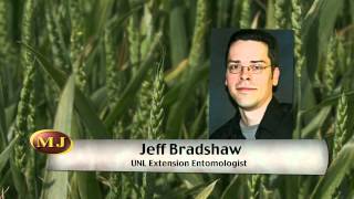 Cereal Aphids in Wheat - Market Journal - May 4, 2012