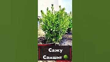 Как посадить САМШИТ 🌳