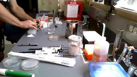 SEA-PHAGES: Enriched isolation Day 2