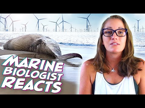 Offshore Wind Turbines Linked to Whale Deaths? A Marine Biologist REACTS