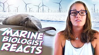 Are Offshore Wind Farms Killing Whales? Marine Biologist REACTS