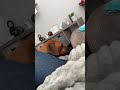 The little prince he is #fy #fyp #ridgeback #dogtok