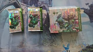 Collation is weird in this set - Bloomburrow Collector Battle #4