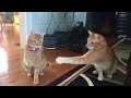 Cats playing bubbles! 😛